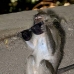 monkey_macaque_balinese_mf_ubud_v_1386_bal5107.jpg